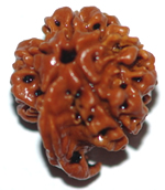ganesh rudraksha bangalore
